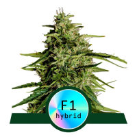 Royal Queen Seeds Milky Way F1 Automatic