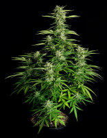Royal Queen Seeds Orion F1 Automatic