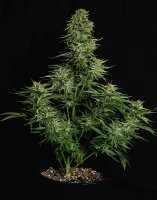 Royal Queen Seeds Cosmos F1 CBD Automatic
