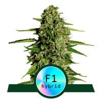 Royal Queen Seeds Medusa F1 Automatic