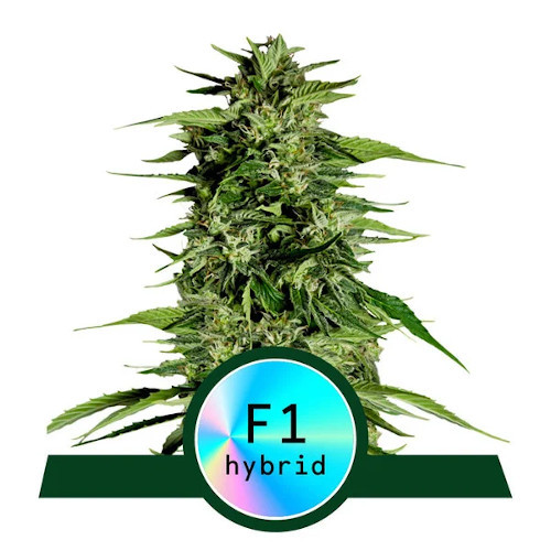 Royal Queen Seeds Hyperion F1 Automatic