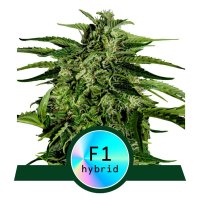 Royal Queen Seeds Apollo F1 Automatic