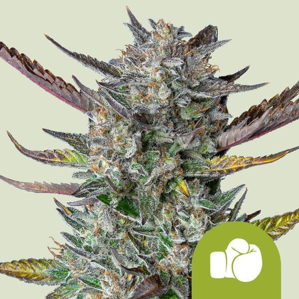 Royal Queen Seeds Purple Punch Automatic