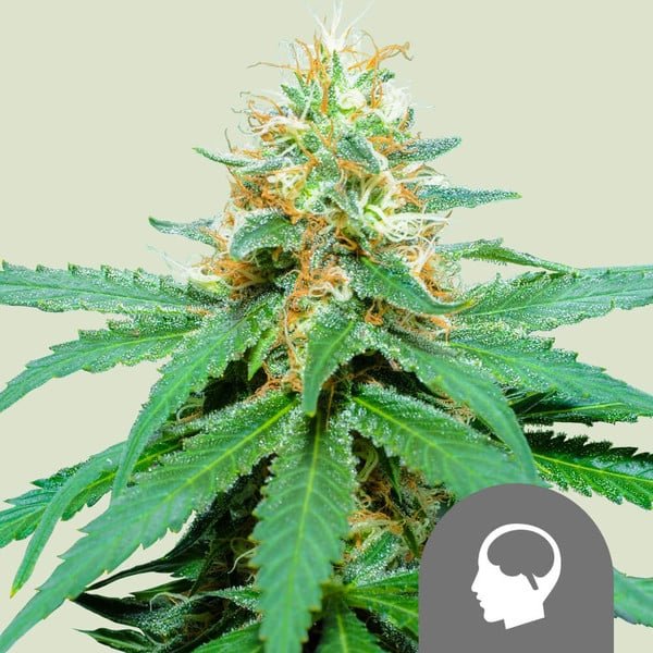 Royal Queen Seeds Amnesia Haze regular 10er