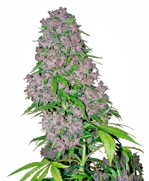 White Label Seeds Purple Bud female 3er